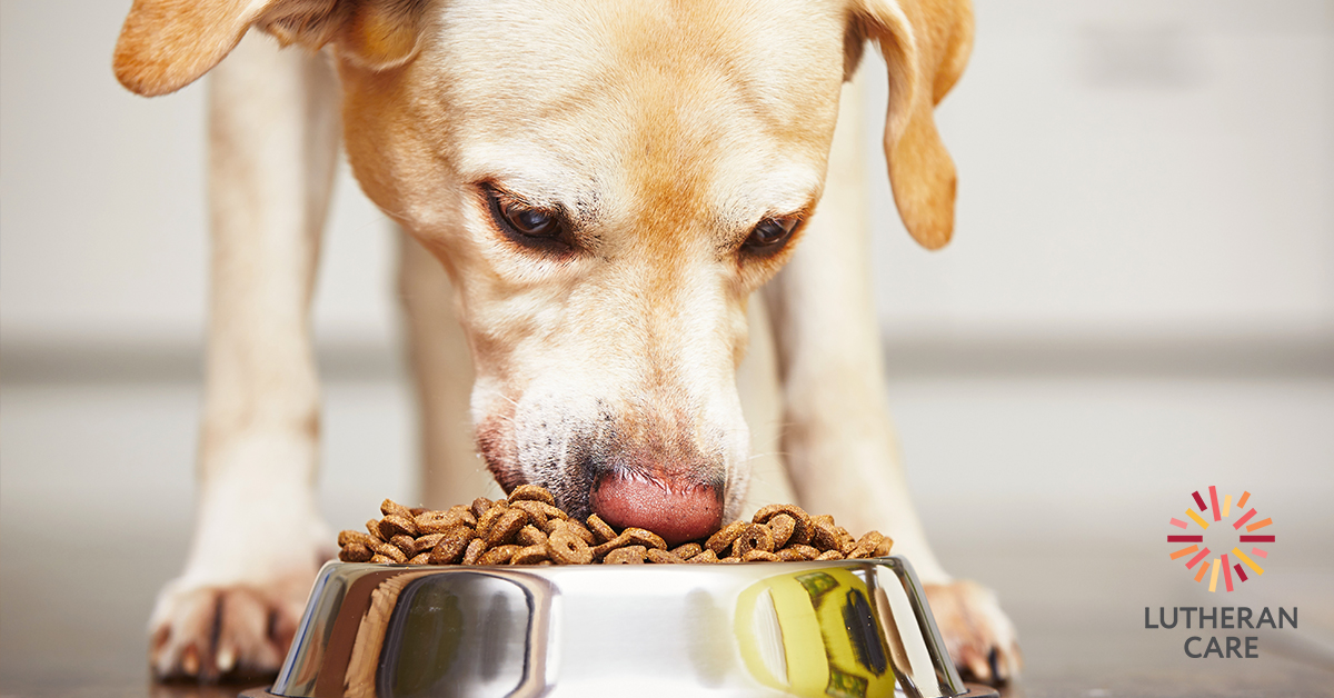 Image of a dog eating pet food. The Lutheran Care logo appears in the bottom right hand corner