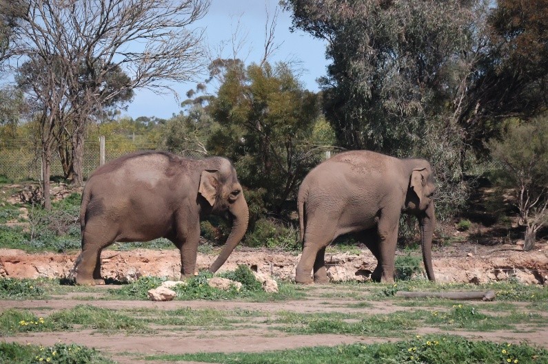 Two elephants walking at Monarto Zoo
